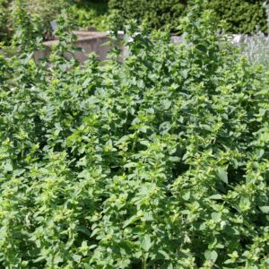 Origanum vulgare