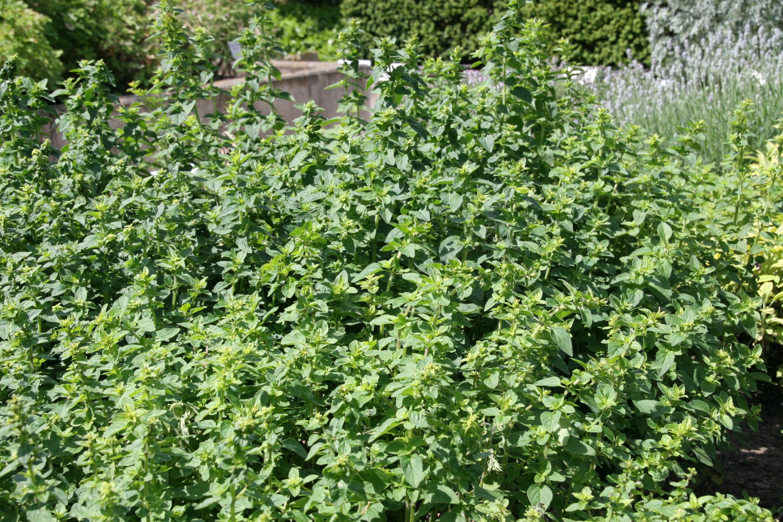 Origanum vulgare