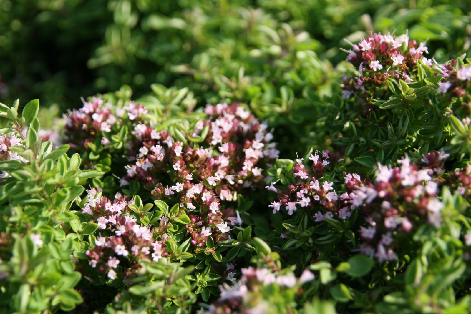 Origanum vulgare 'Compactum'