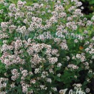 Origanum vulgare ssp. hirtum