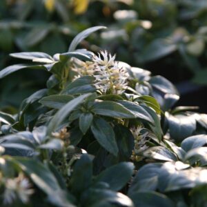 Pachysandra terminalis 5/7