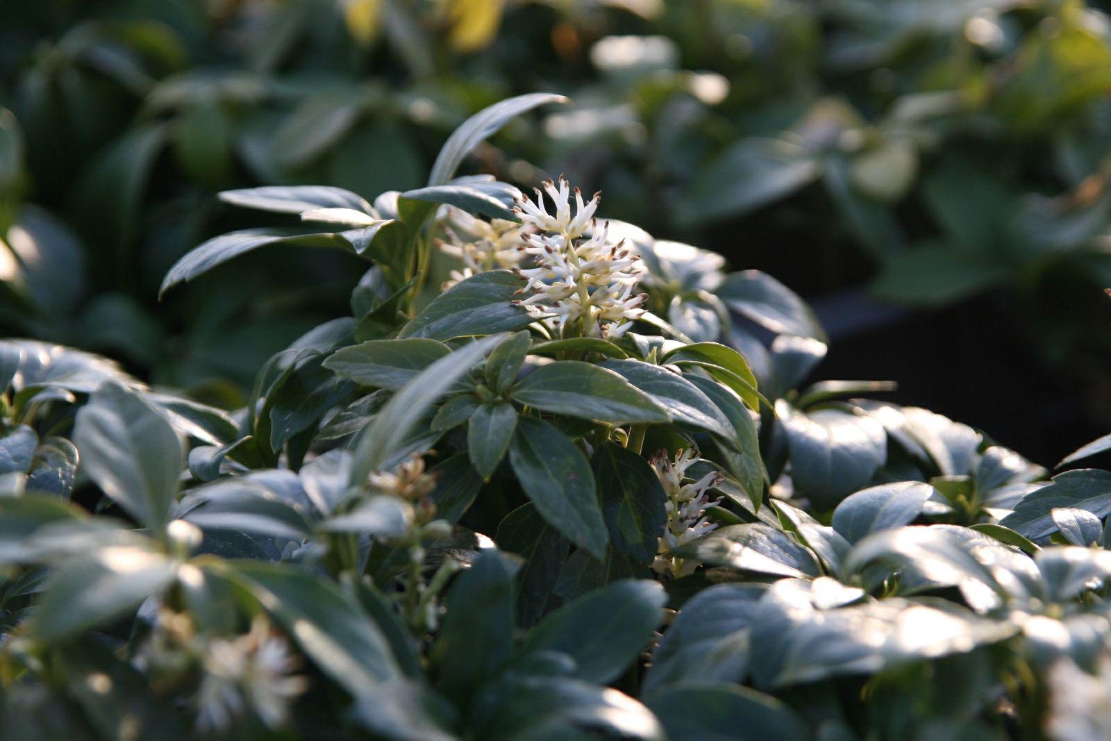 Pachysandra terminalis 5/7