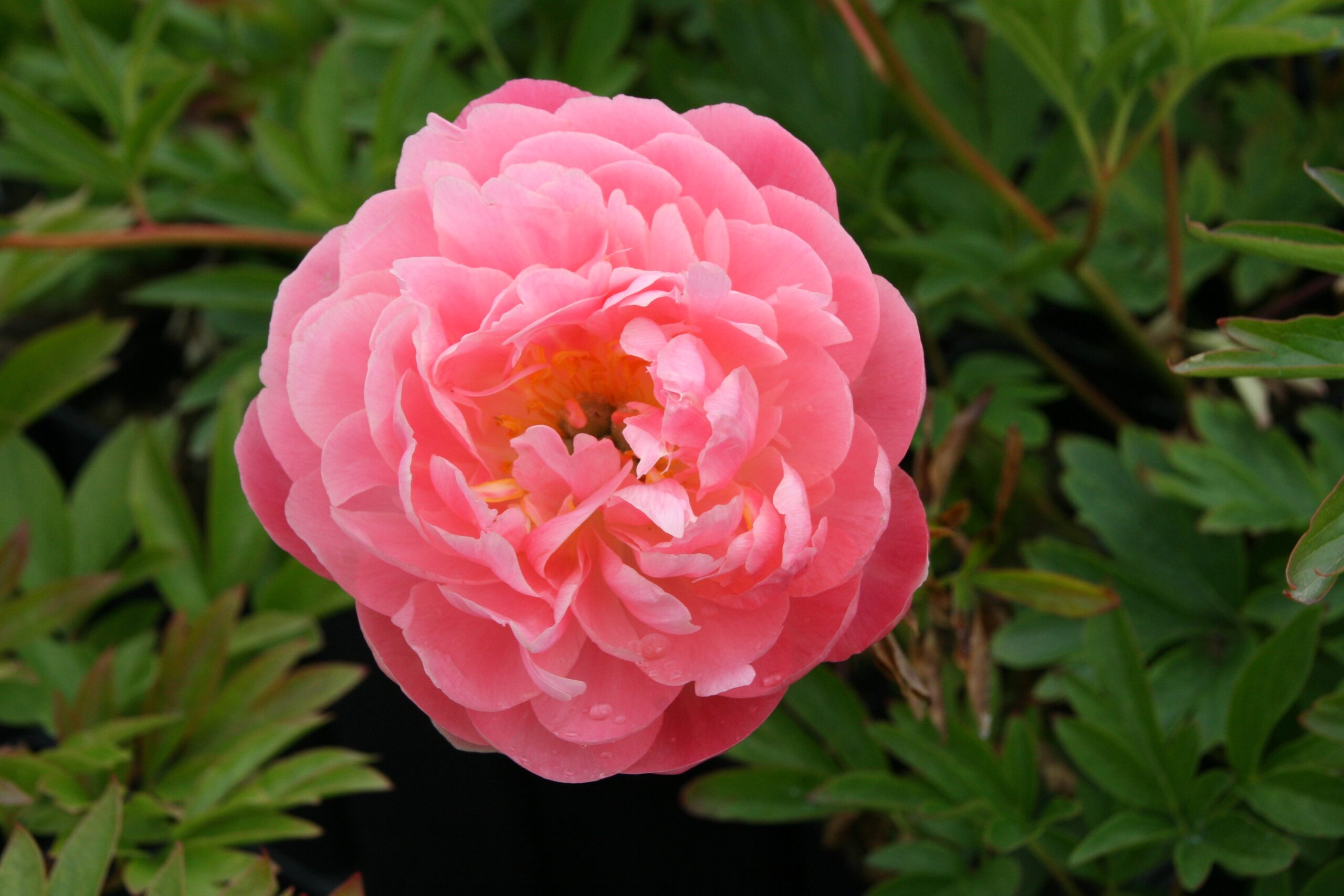 Paeonia lactiflora 'Pink Hawaiin Coral'