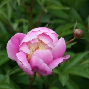 Paeonia lactiflora 'Bowl of Beauty'