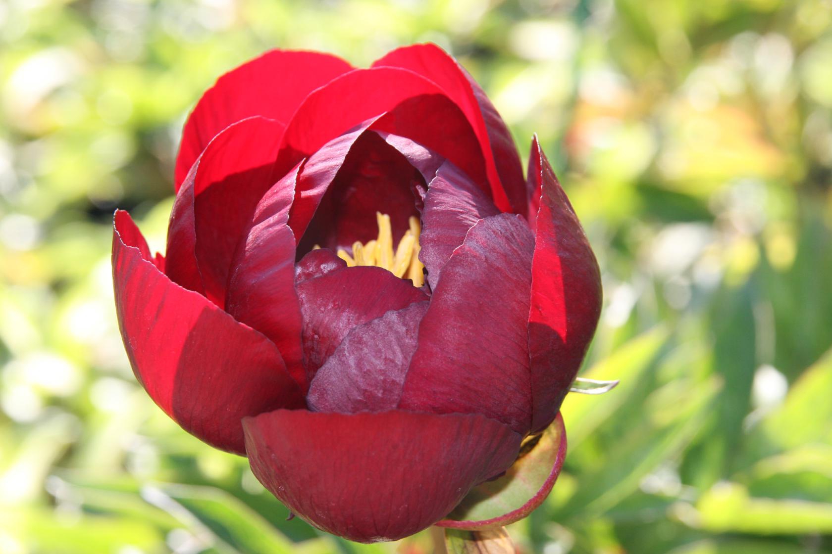 Paeonia lactiflora 'Buckeye Belle'