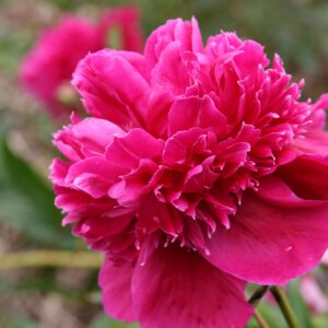 Paeonia lactiflora 'Inspecteur Lavergne'