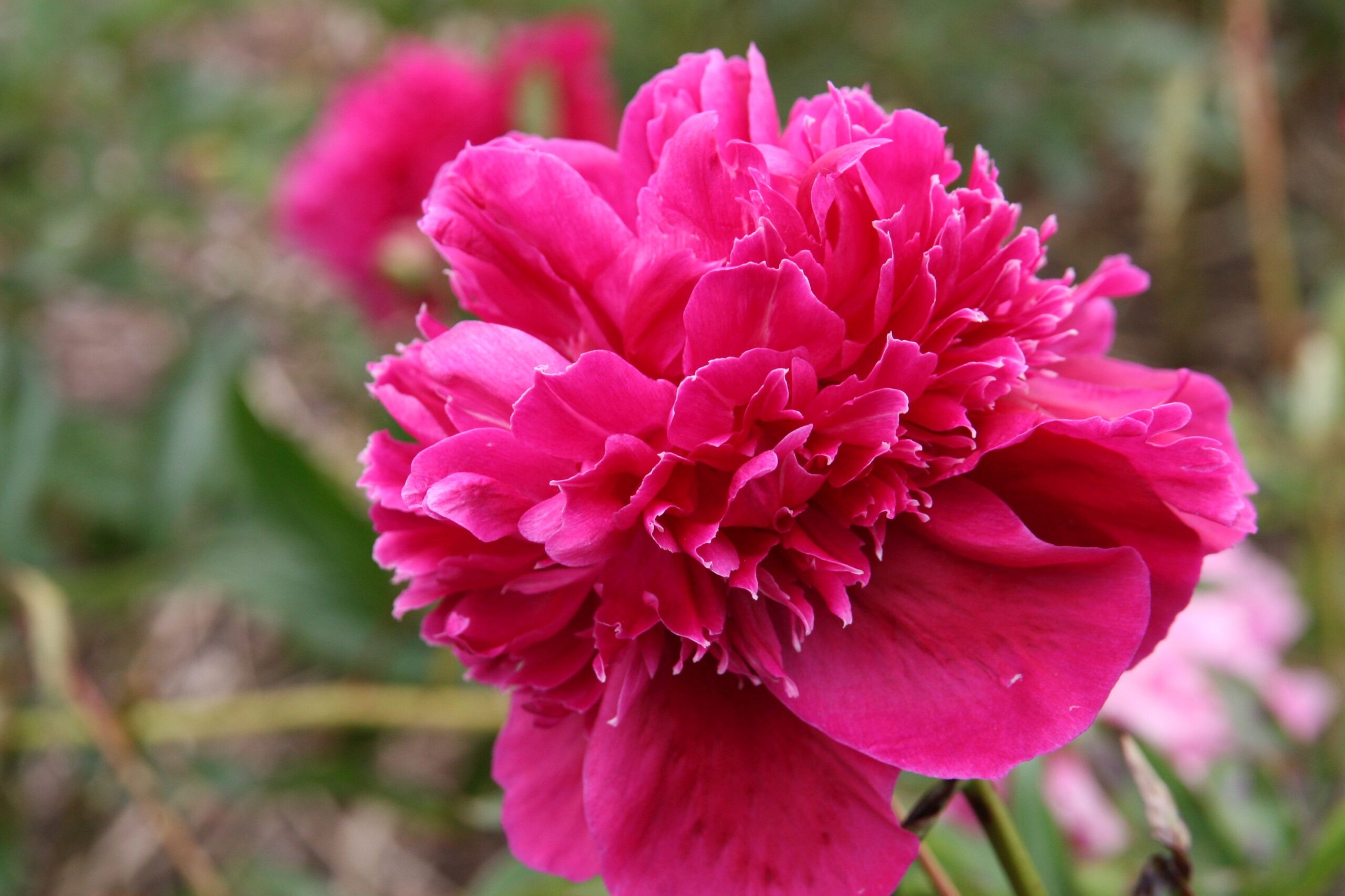 Paeonia lactiflora 'Inspecteur Lavergne'