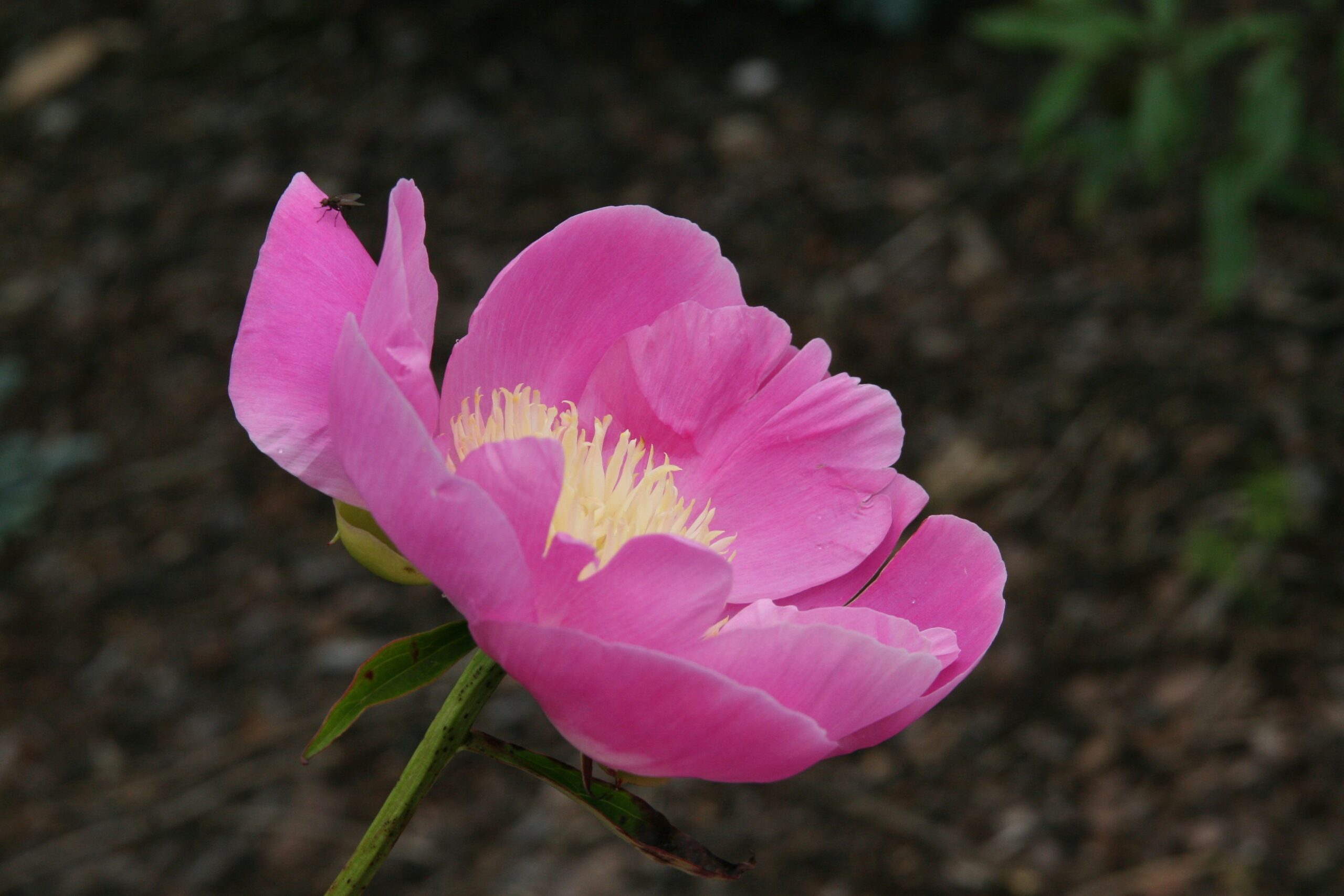 Paeonia lactiflora 'Wladyslawa'