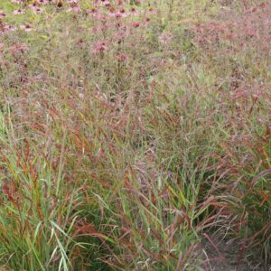 Panicum virgatum 'Shenandoah'