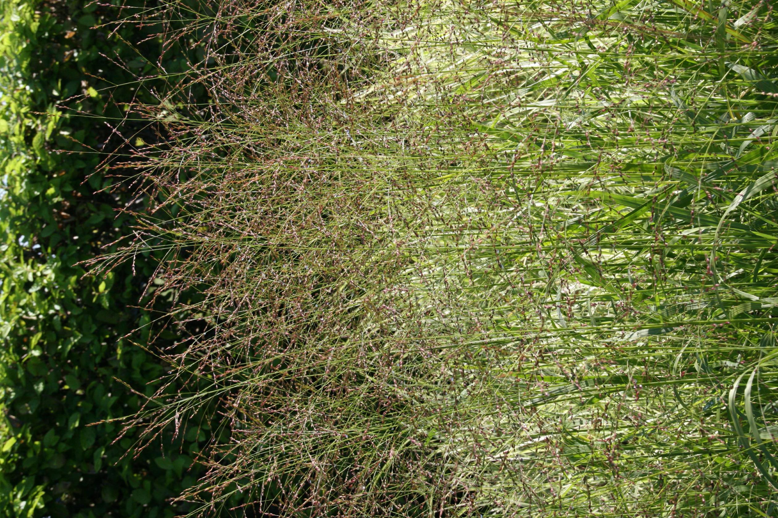 Panicum virgatum 'Strictum'