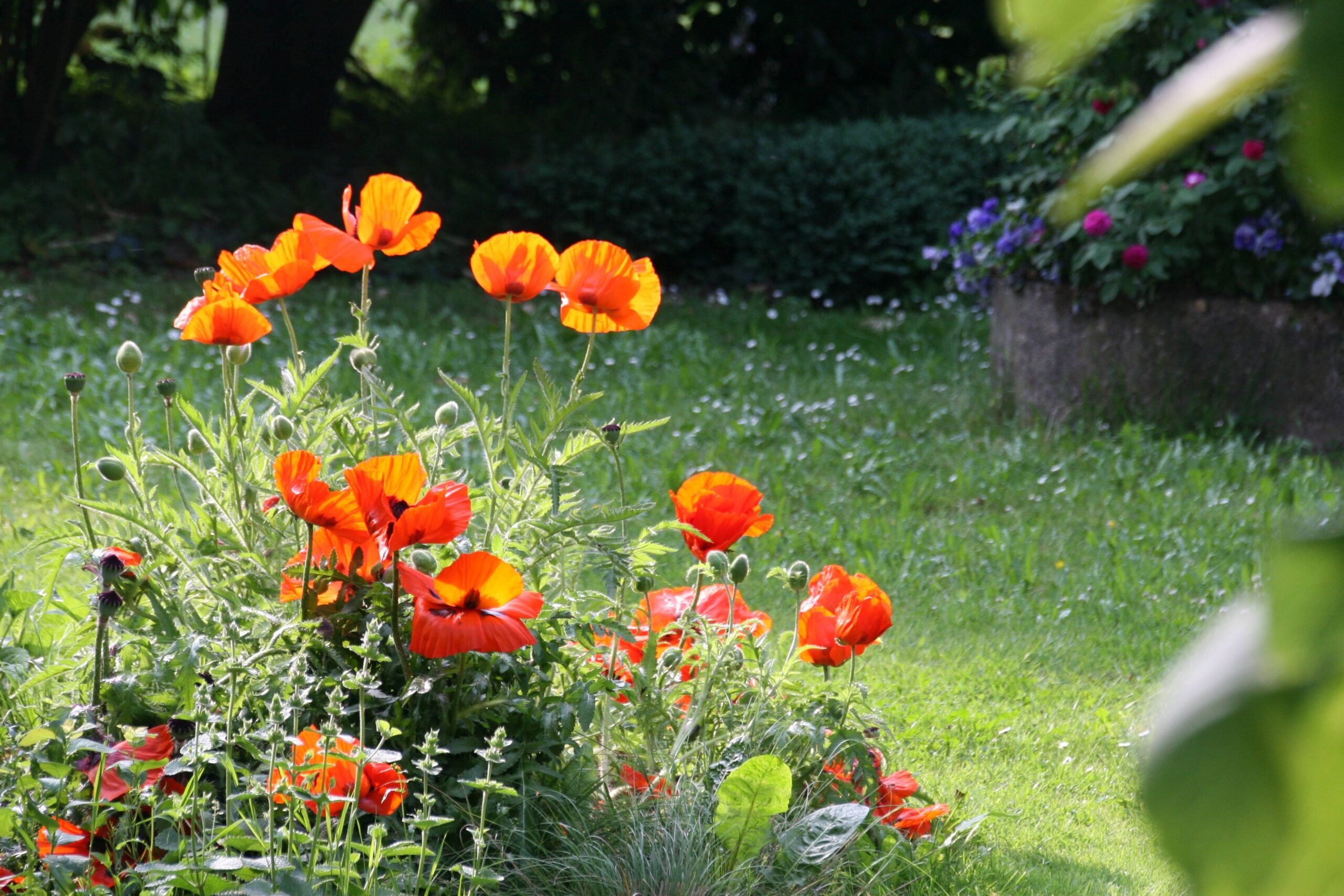 Papaver orientale 'Nana Allegro'
