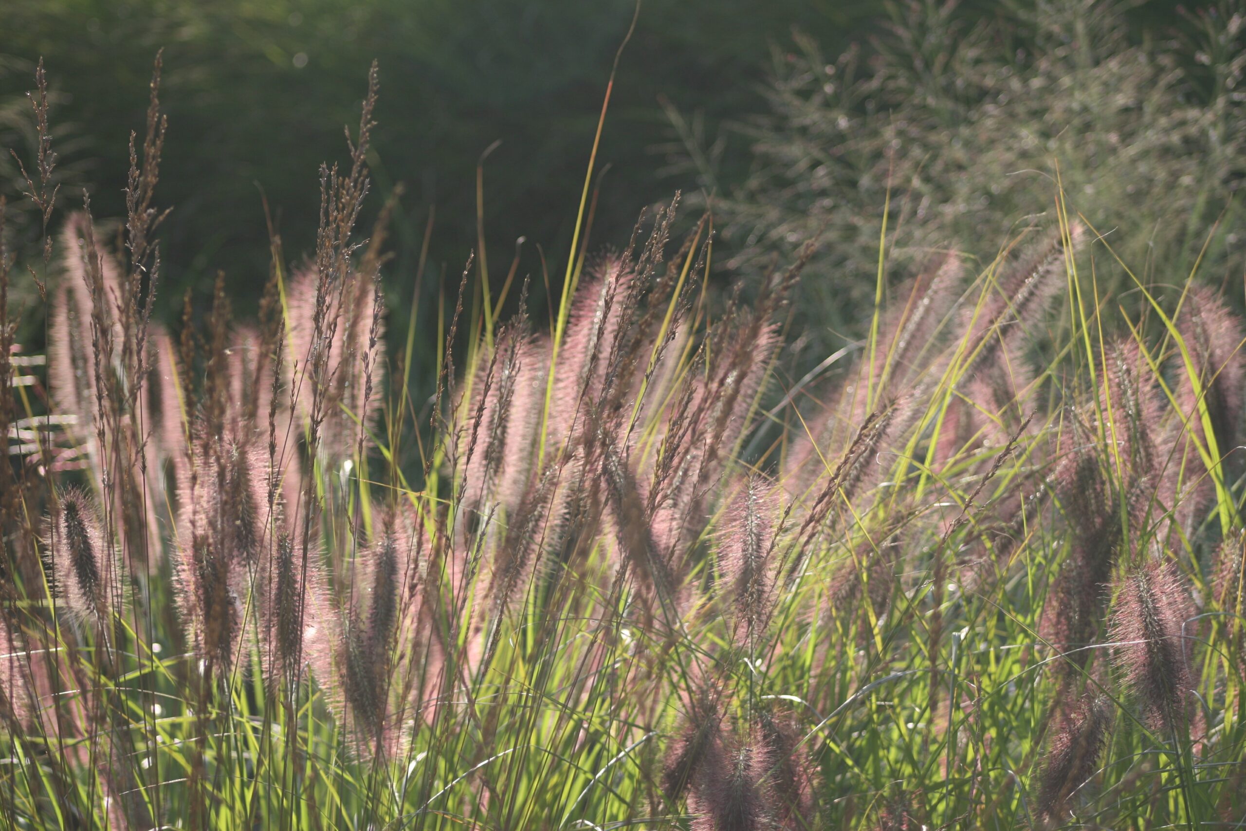 Pennisetum alopecuroides 'Herbstzauber'