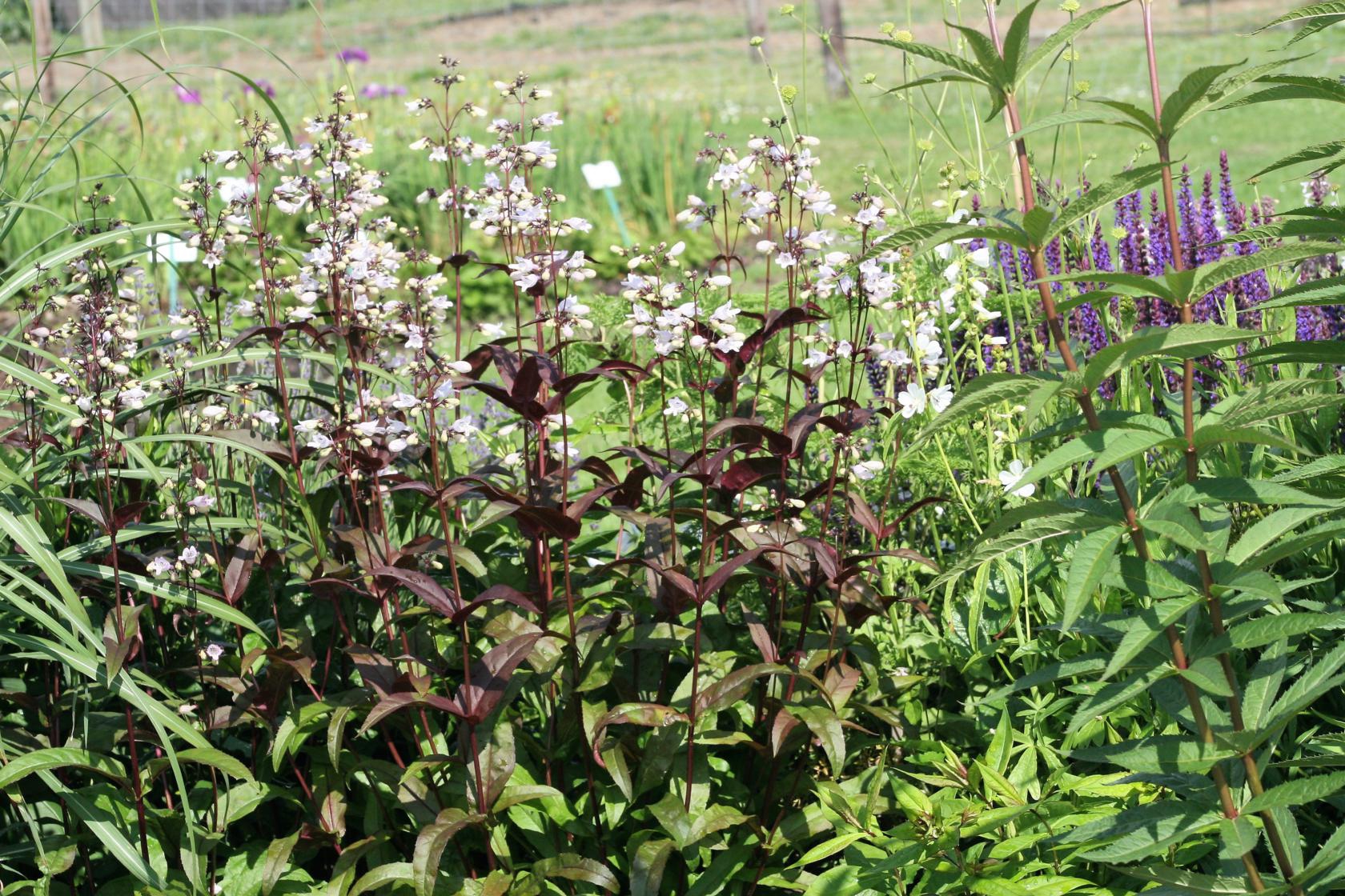 Penstemon digitalis 'Husker Red' gen.