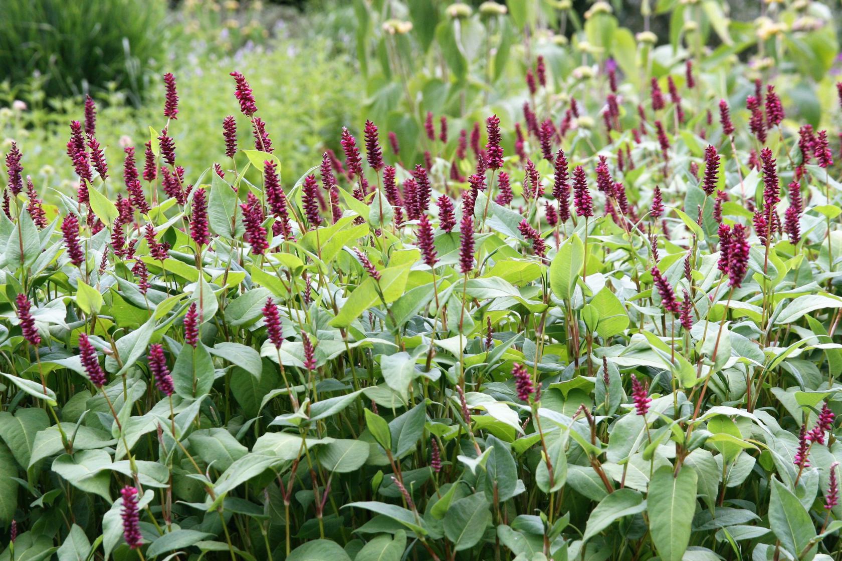 Persicaria amplexicaulis 'Inverleith'(Bistorta)