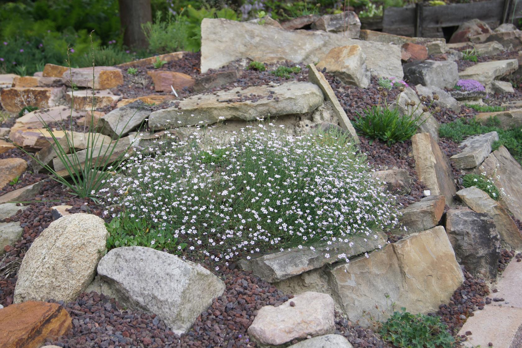 Petrorhagia saxifraga