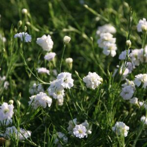 Petrorhagia saxifraga 'Alba Plena'