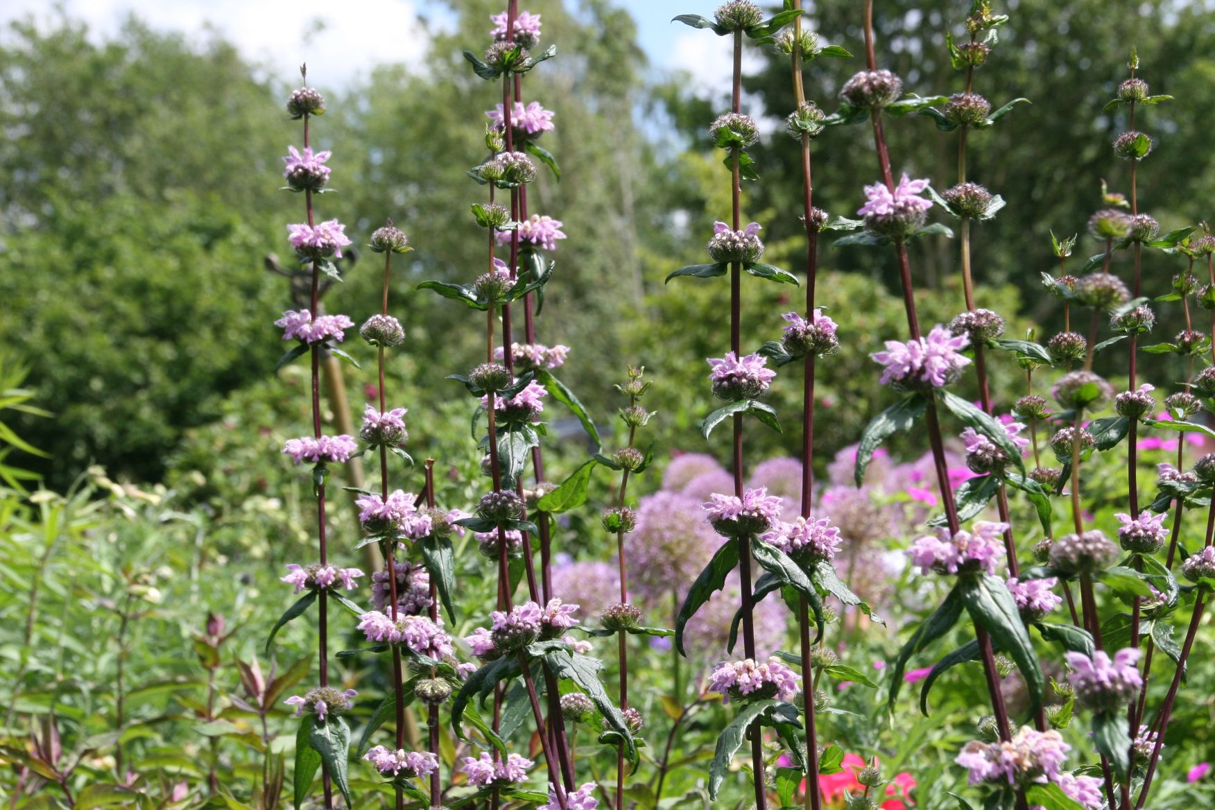 Phlomis tuberosa 'Amazone'