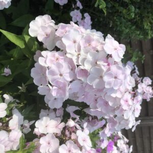 Phlox paniculata 'Monica Lynden-Bell'