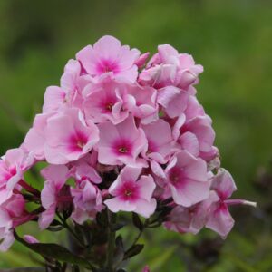 Phlox paniculata 'Bright Eyes'