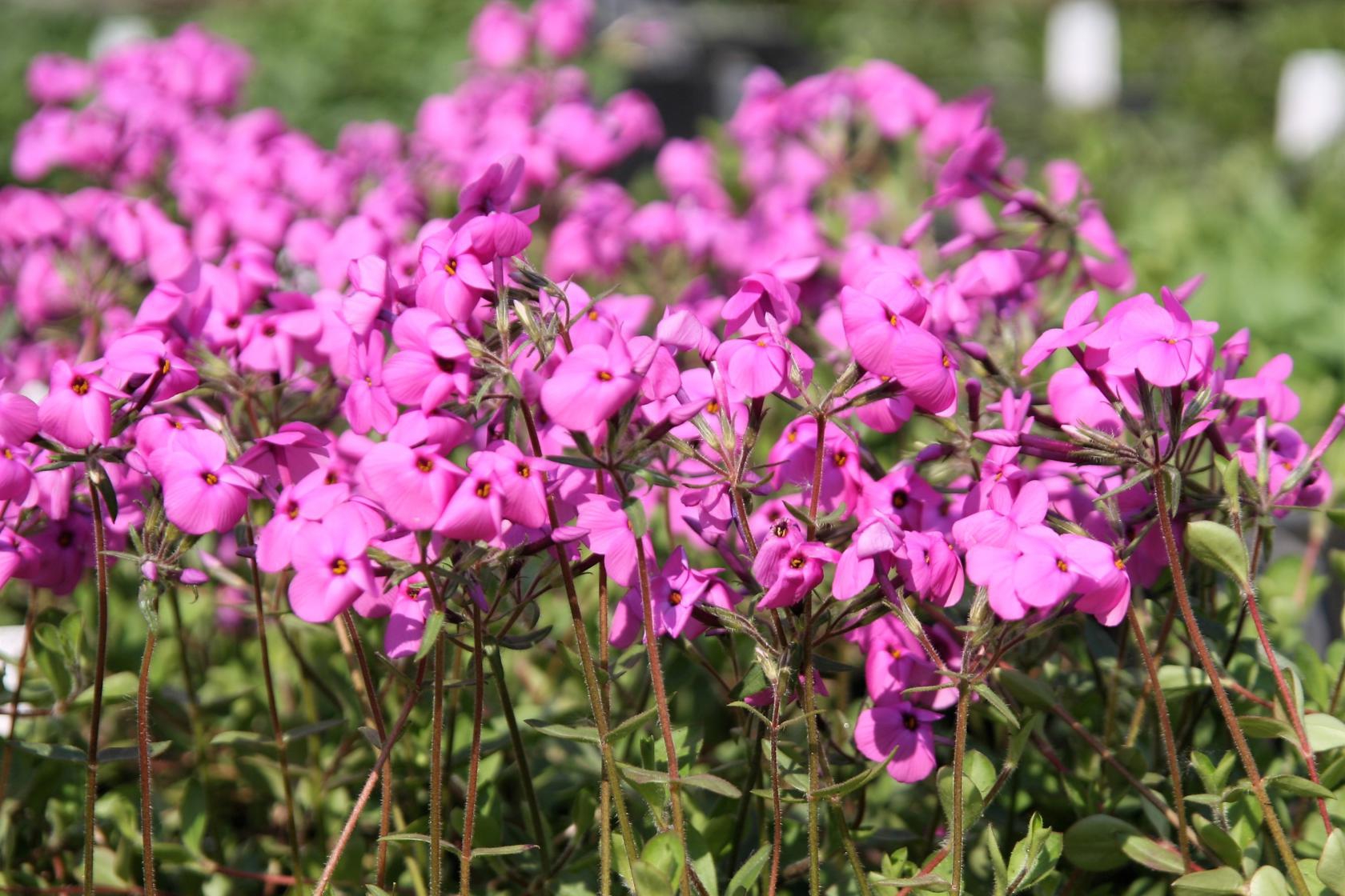 Phlox stolonifera 'Pink Ridge'