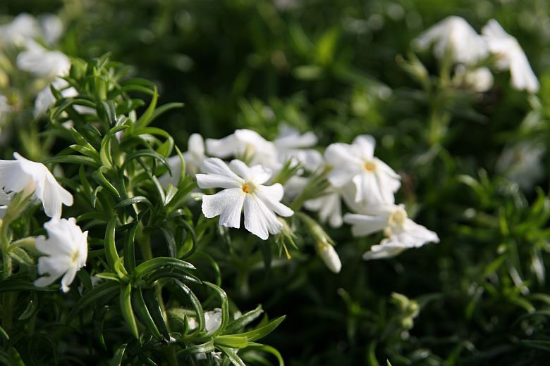 Phlox subulata 'Early Spring White'