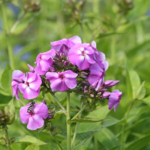 Phlox pan.Flame-Ser. 'Lilac Flame'  (S)