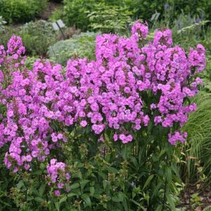 Phlox maculata 'Rosalinde'