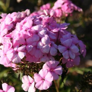 Phlox paniculata 'Minnehaha'