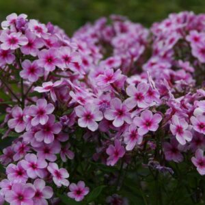 Phlox paniculata 'Early Lavender Pop' (S)