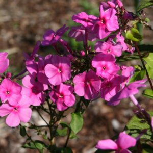 Phlox paniculata 'Winnetou'