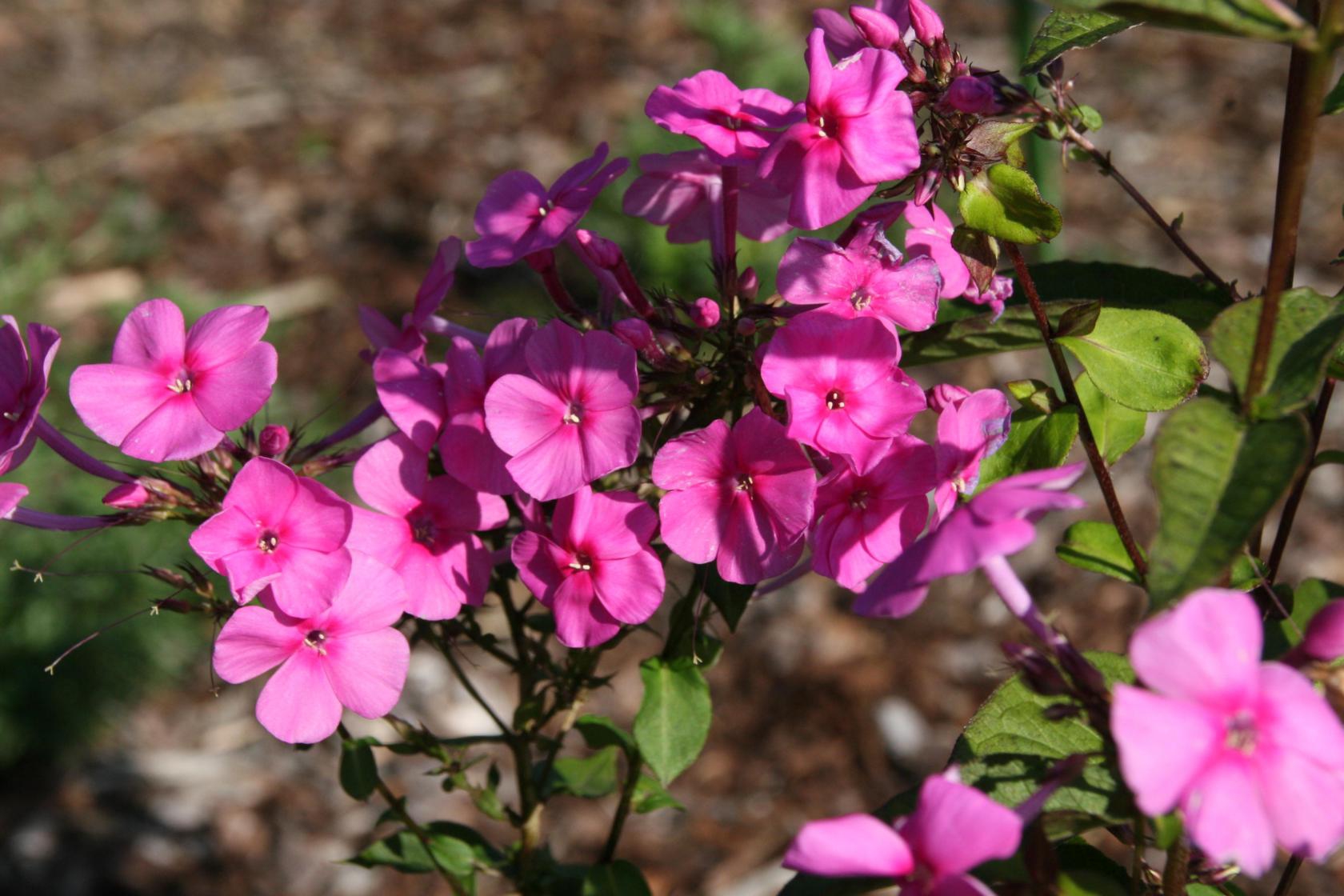 Phlox paniculata 'Winnetou'