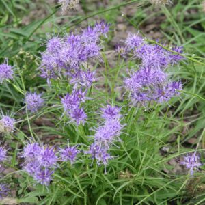Phyteuma scheuchzeri
