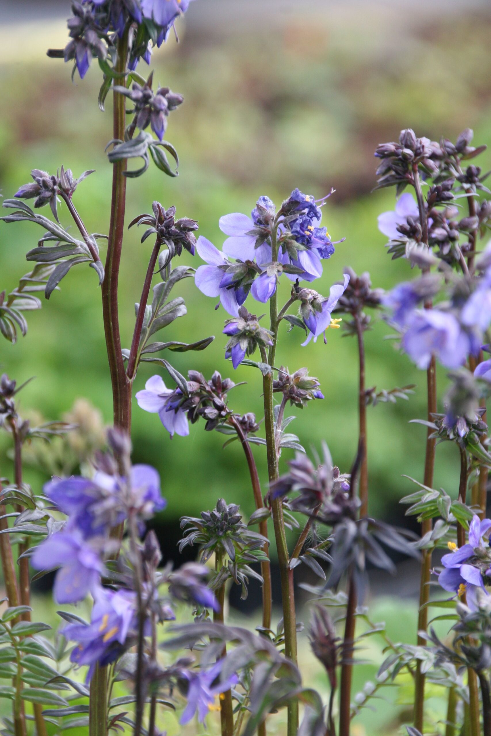 Polemonium yezoense `Purple Rain Strain`