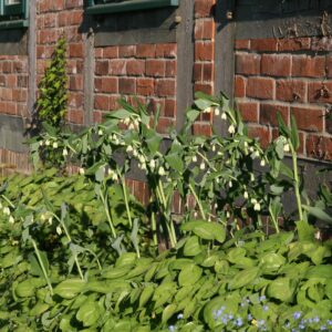 Polygonatum commutatum (-biflorum)