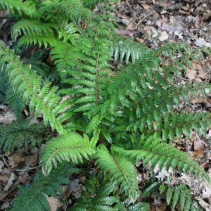 Polystichum polyblepharum