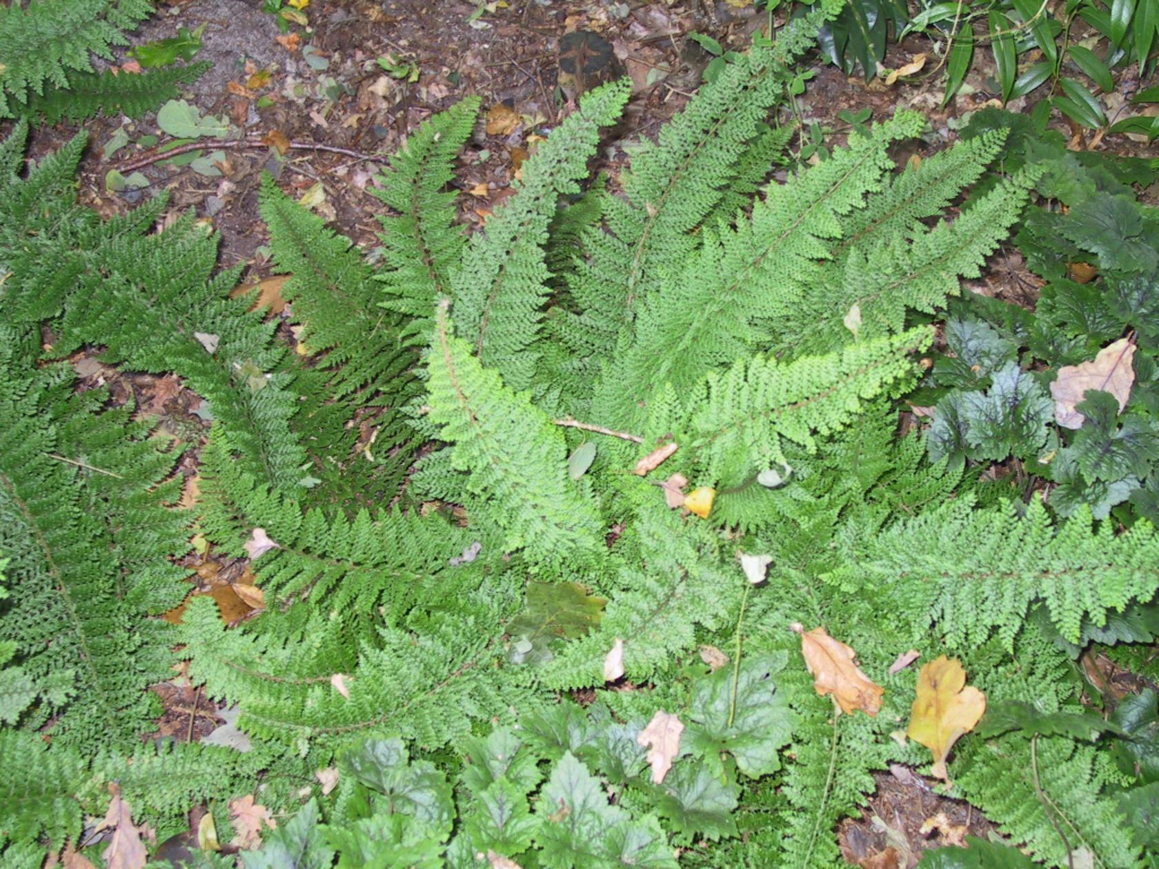 Polystichum setiferum 'Plumosum Densum'