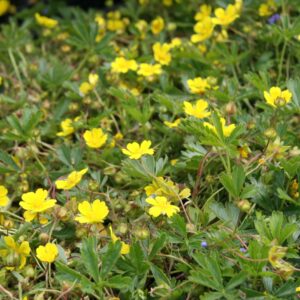Potentilla neumanniana