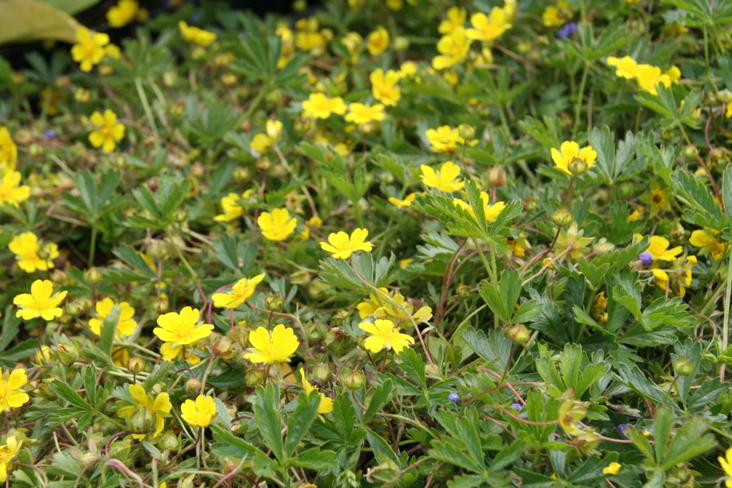 Potentilla neumanniana