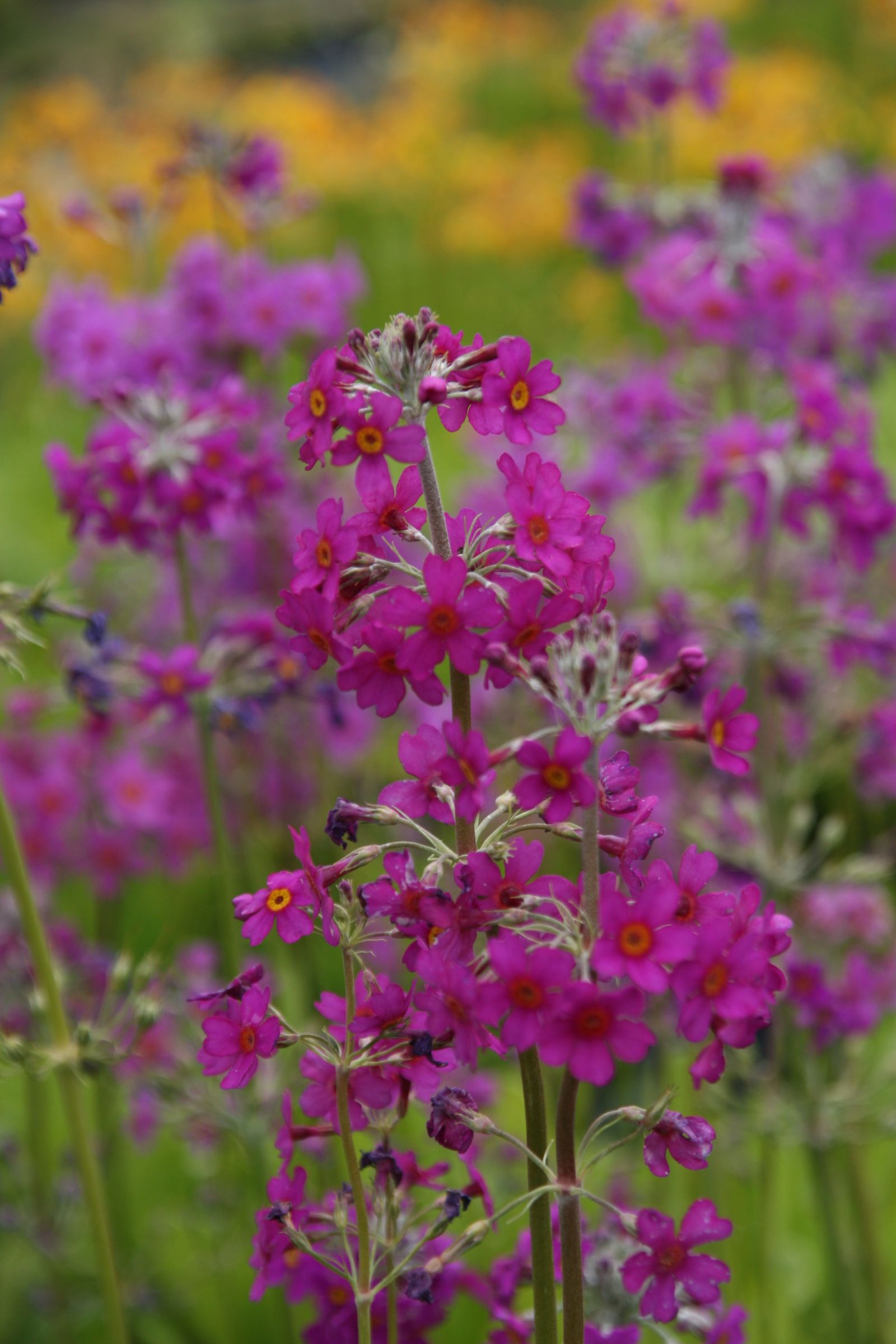 Primula beesiana