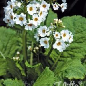 Primula japonica 'Alba'