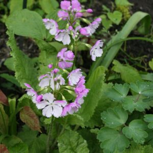 Primula sieboldii 'Rosenquarz'