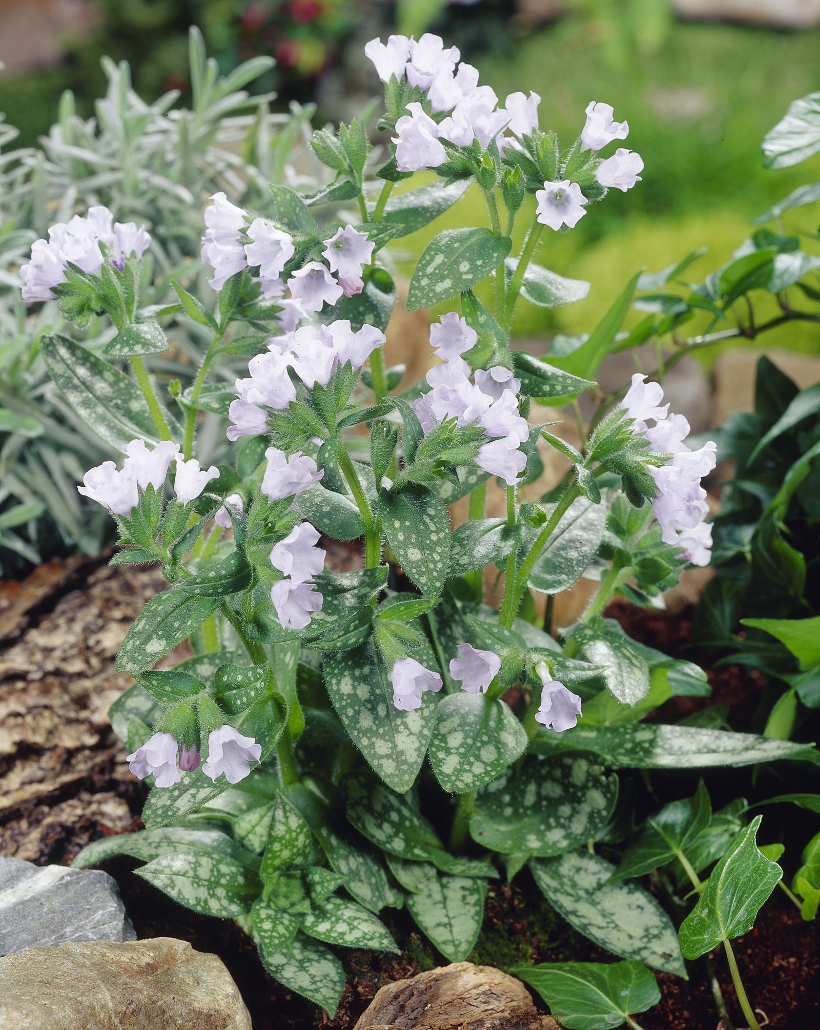 Pulmonaria saccharata 'Opal'
