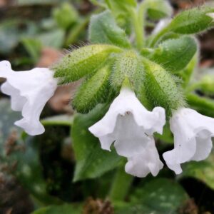 Pulmonaria saccharata ' Ice Ballet'