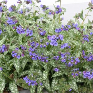 Pulmonaria saccharata 'Trevi Fountain' (S)