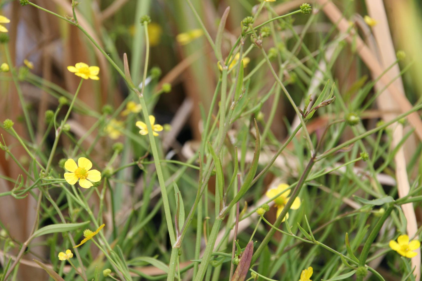 Ranunculus flammula