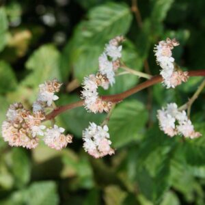 Rodgersia henrici