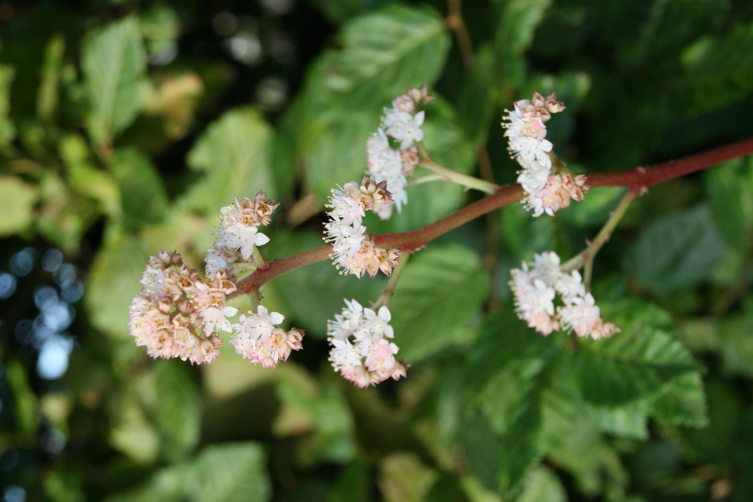 Rodgersia henrici