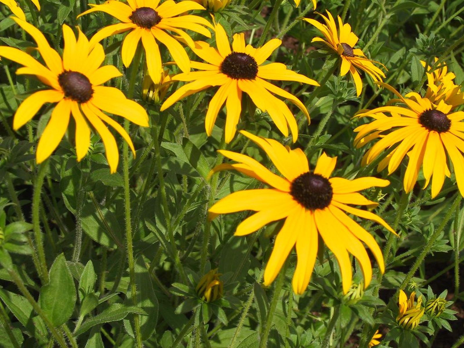 Rudbeckia fulgida var.deamii