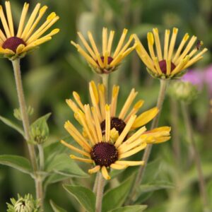 Rudbeckia subtomentosa 'Henry Eilers'