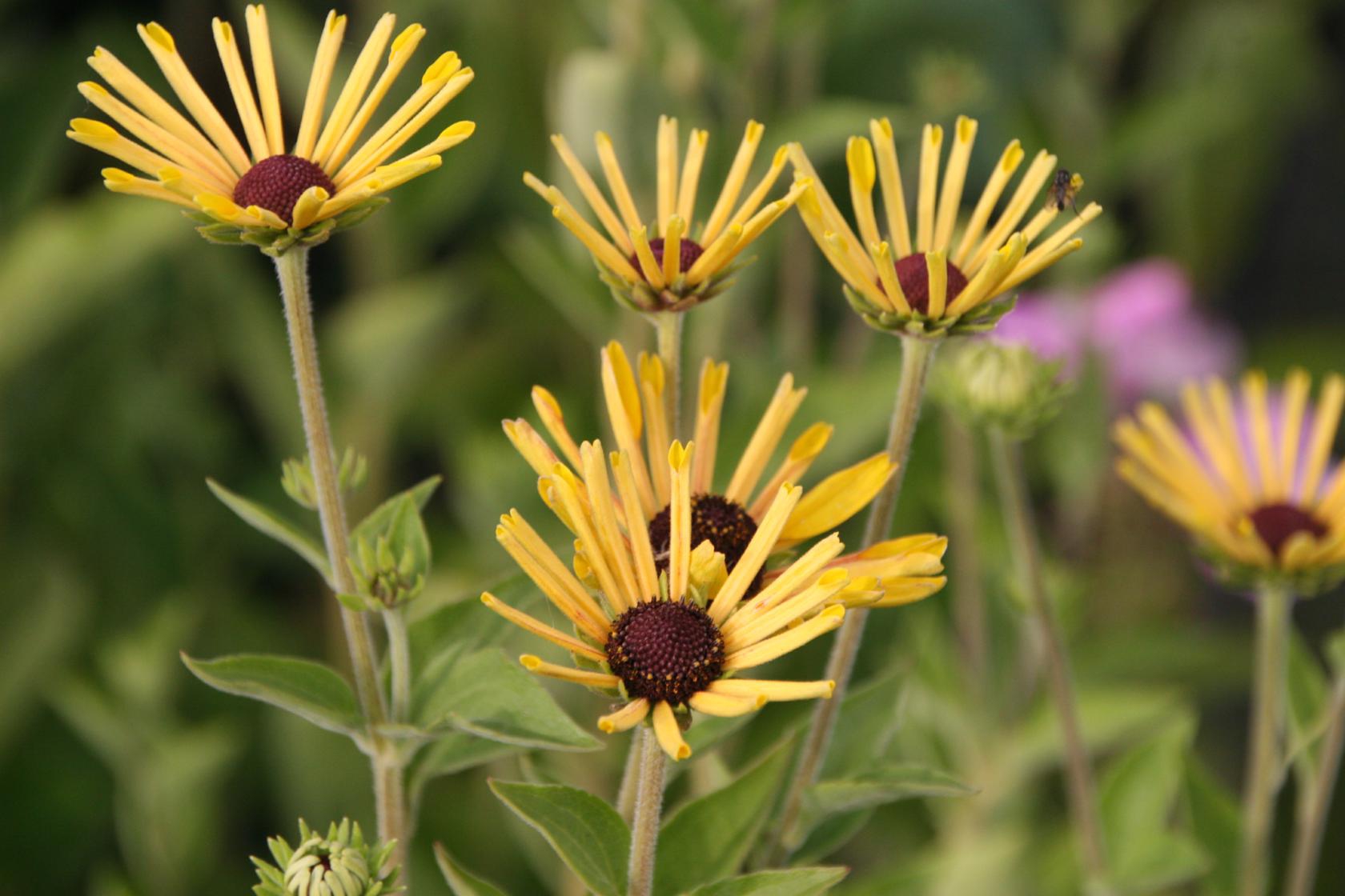 Rudbeckia subtomentosa 'Henry Eilers'